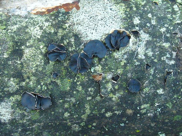 dutinovka lužná Sclerencoelia fascicularis (Alb. & Schwein.) P. Karst.