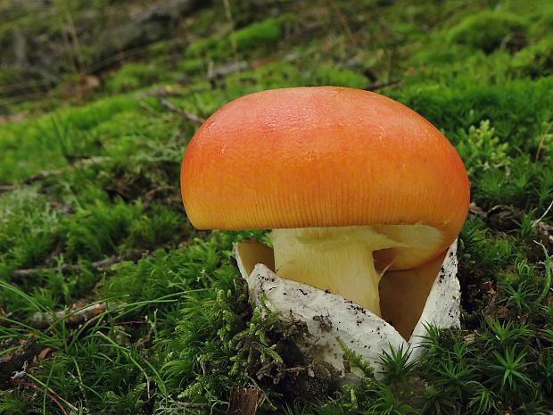 muchotrávka cisárska Amanita caesarea (Scop.) Pers.