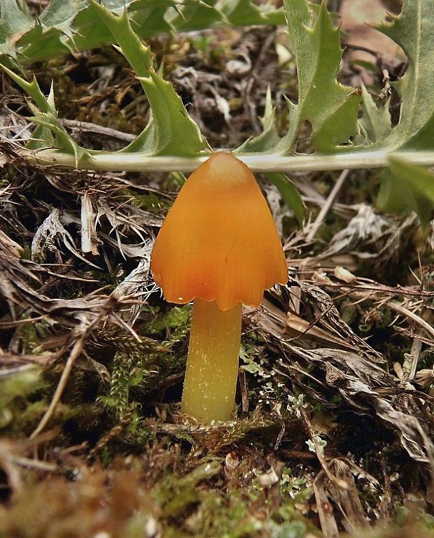 lúčnica hrotitá Hygrocybe acutoconica (Clem.) Singer