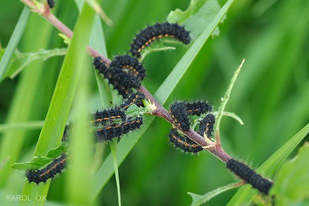 húsenice (babôčkovité) Nymphalidae