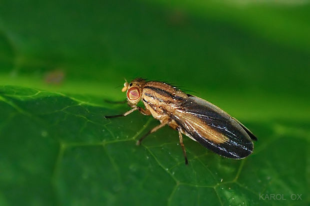 tieňovka Peplomyza discoidea