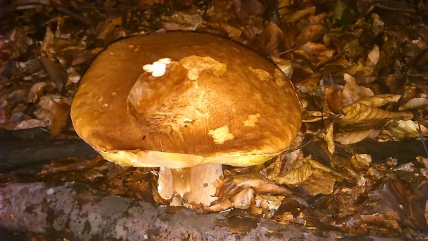 hríb dubový Boletus reticulatus Schaeff.