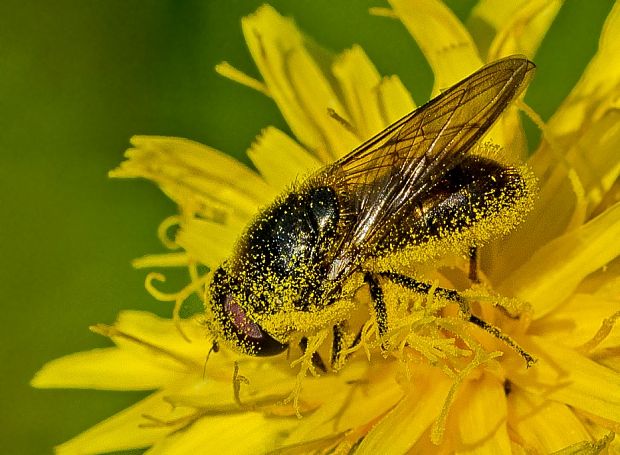 pestrica Cheilosia variabilis