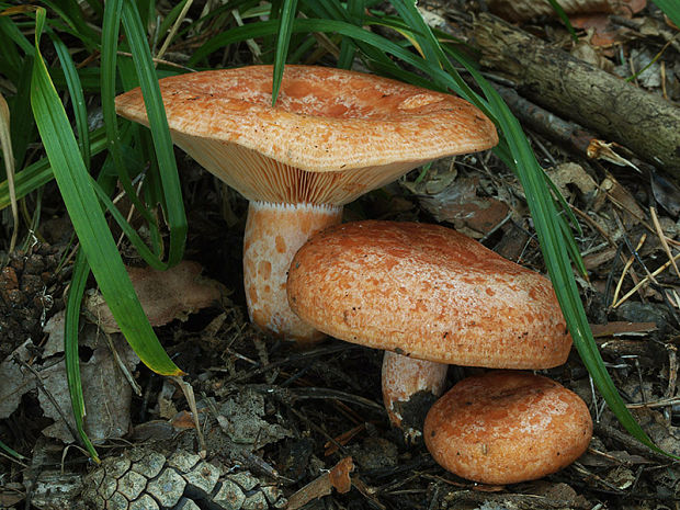 rýdzik pravý Lactarius deliciosus (L.) Gray