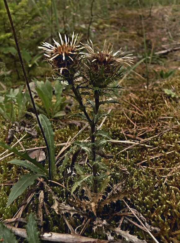 krasovlas obyčajný Carlina vulgaris L.