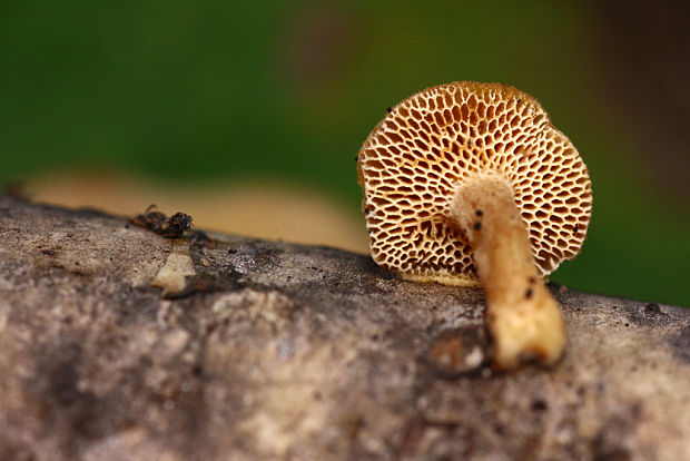 trúdnik zimný Lentinus brumalis (Pers.) Zmitr.