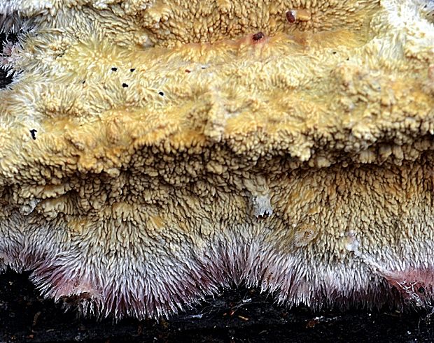 žilnačka pralesná Phlebia centrifuga P. Karst.