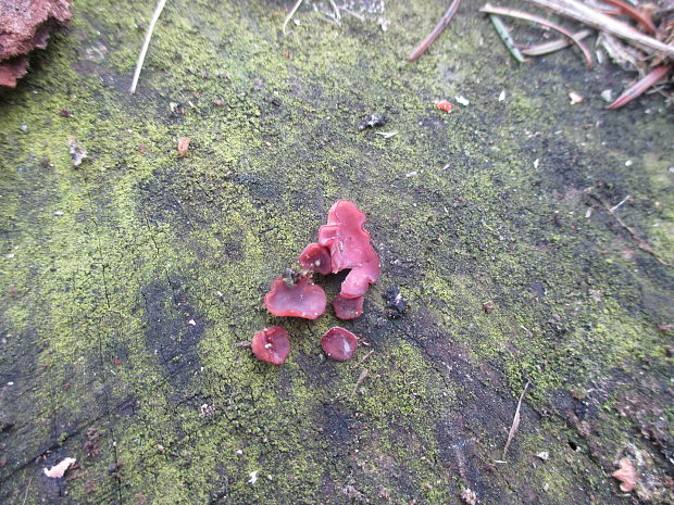 vrtidlovka Ascocoryne sp.