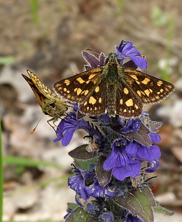 súmračník skorocelový Carterocephalus palaemon