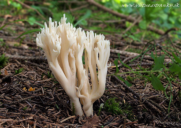 konárovka hrebenitá Clavulina coralloides (L.) J. Schröt.