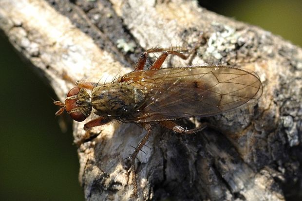 lajniarka Coniosternum obscurum (cf.)