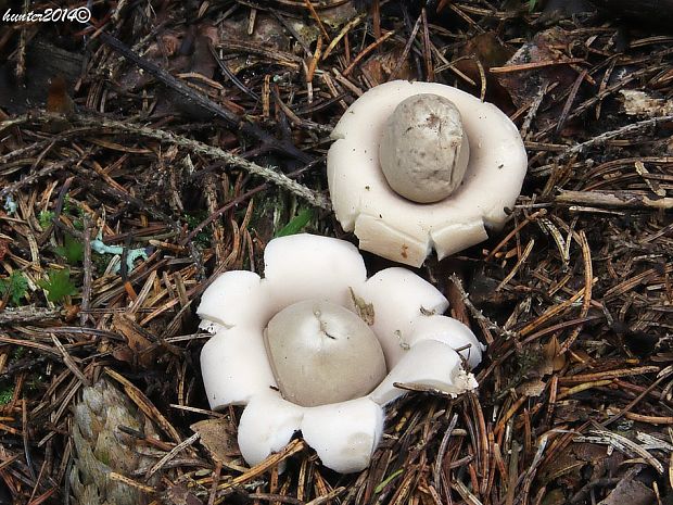 hviezdovka strapkatá Geastrum fimbriatum Fr.