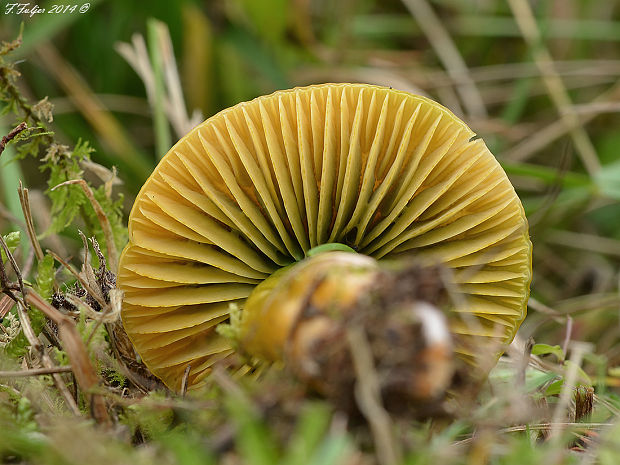 lúčnica žltozelená Gliophorus psittacinus (Schaeff.) Herink