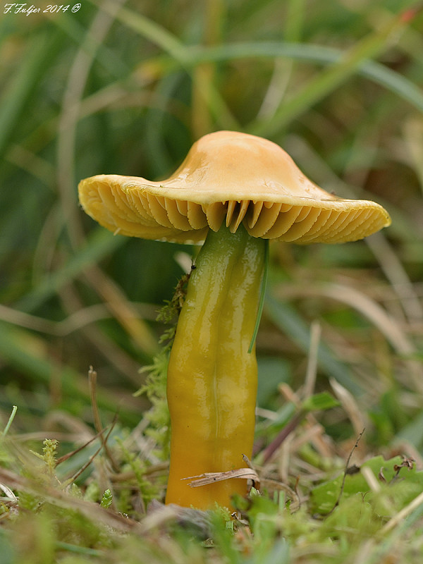 lúčnica žltozelená Gliophorus psittacinus (Schaeff.) Herink