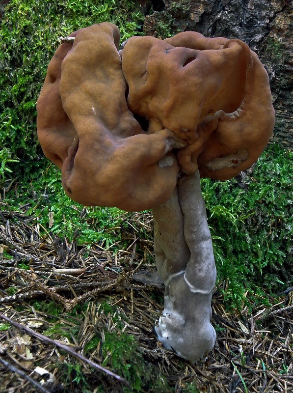 ušiak mitrovitý Gyromitra infula (Schaeff.) Quél.