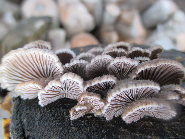 klanolupeňovka obyčajná Schizophyllum commune Fr.