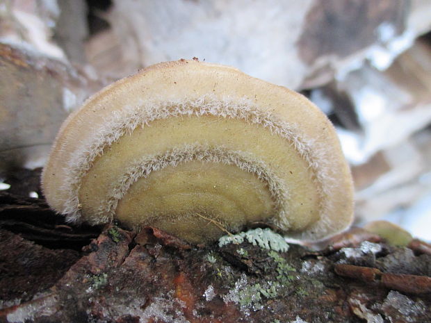 trúdnikovec chlpatý Trametes hirsuta (Wulfen) Lloyd