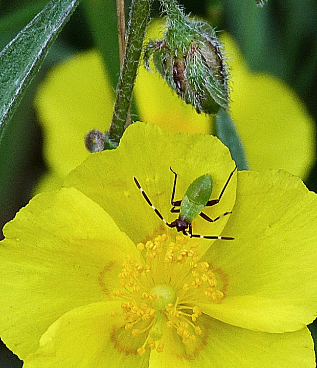 bzdocha Adelphocoris vandalicus.