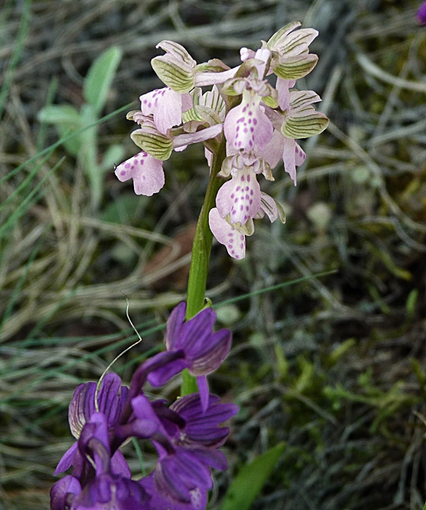 červenohlav obyčajný Anacamptis morio (L.) R. M. Bateman, A. M. Pringeon & M. W. Chase