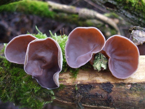 uchovec bazový Auricularia auricula-judae (Bull.) Quél.