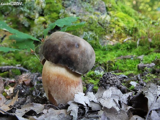 hríb bronzový Boletus aereus Bull. ex Fr.