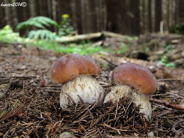 hríb smrekový Boletus edulis Bull.