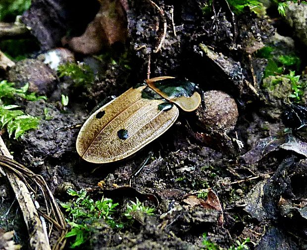 zdochlinár štvorbodkový Dendroxena quadrimaculata