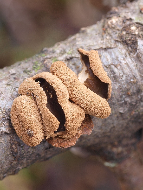 dutinovka otrubnatá Encoelia furfuracea (Roth) P. Karst.