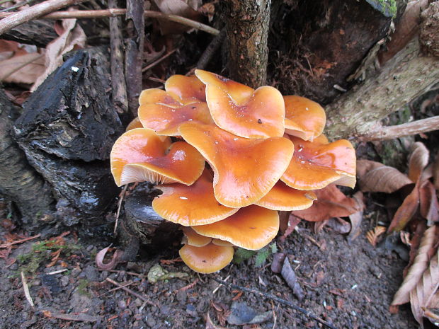 plamienka Flammulina sp.