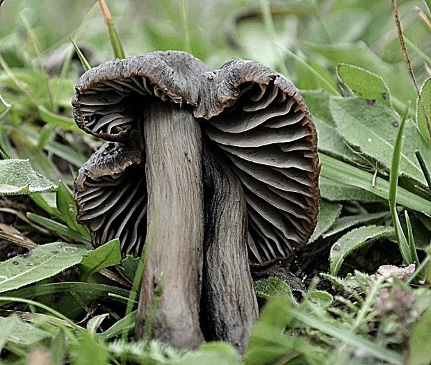 lúčnica ovčia Hygrocybe ovina (Bull.) Kühner