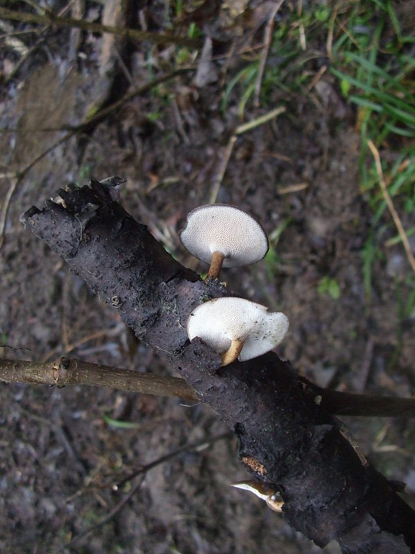 trúdnik zimný Lentinus brumalis (Pers.) Zmitr.