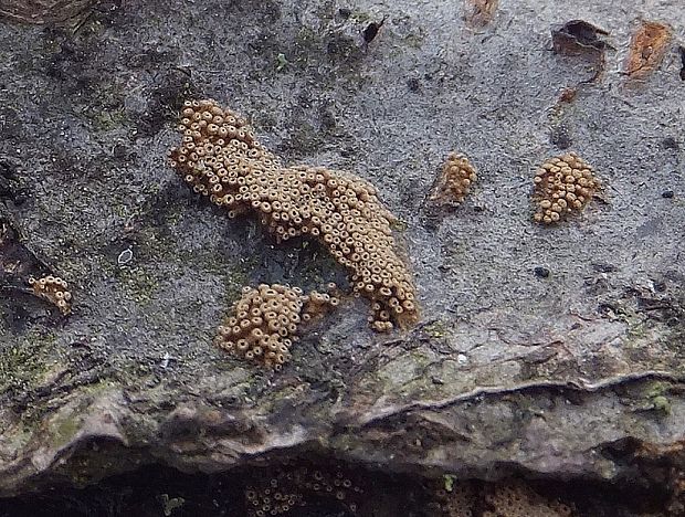 padrobnica Merismodes sp.