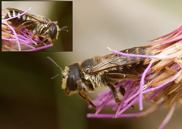 pieskárka Panurgus cf. calcaratus