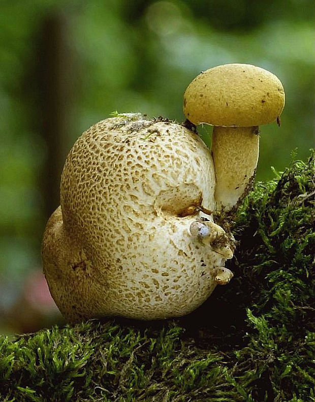 suchohríb cudzopasný Pseudoboletus parasiticus (Bull.) Šutara