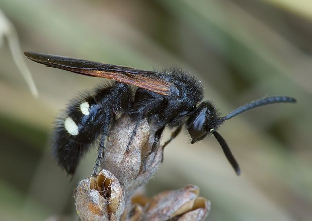 žihadlovka Scolia sexmaculata