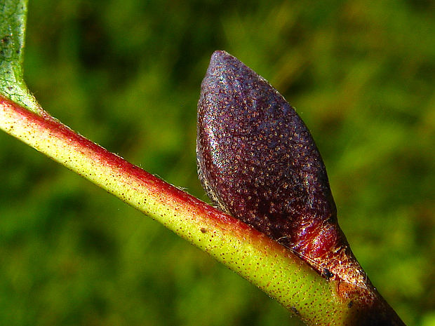 jelša lepkavá Alnus glutinosa (L.) Gaertn.