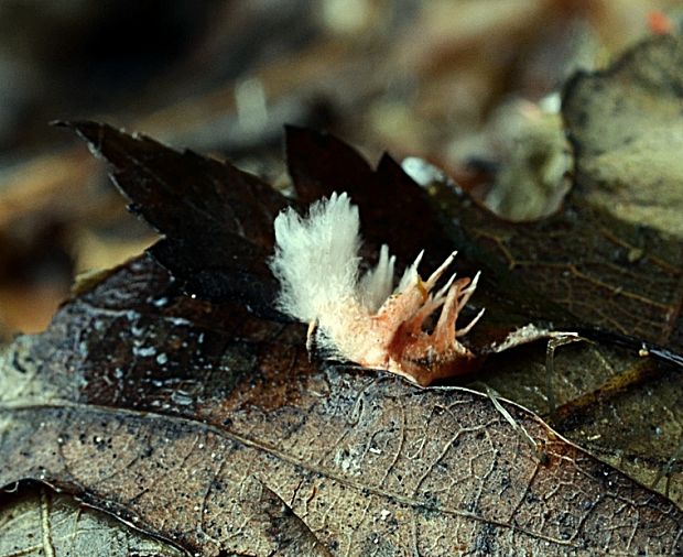 agonomycetes Anthina flammea Fr.