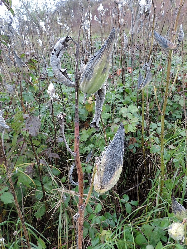 glejovka americká Asclepias syriaca L.