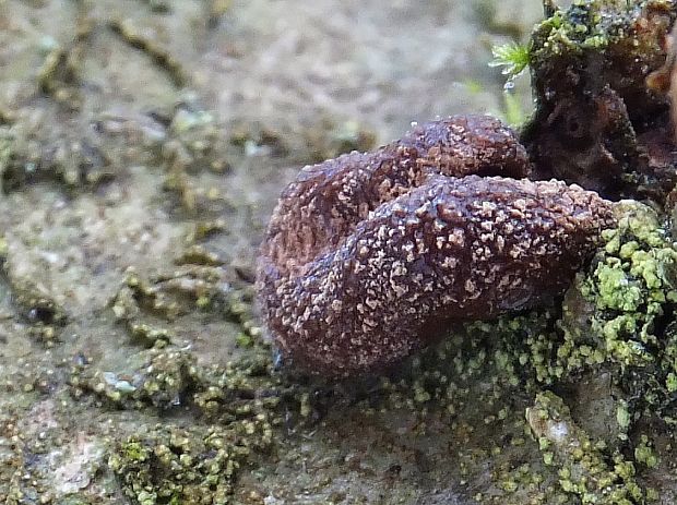 dutinovka otrubnatá Encoelia furfuracea (Roth) P. Karst.