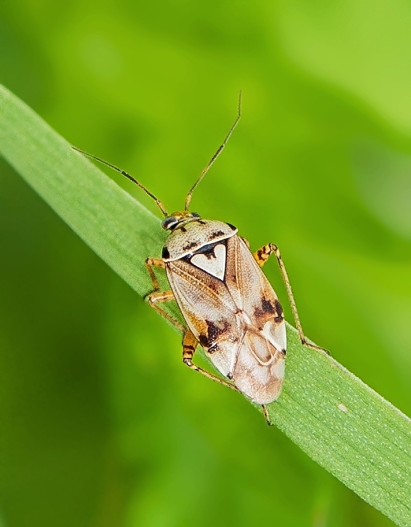 bzdôška Lygus gemellatus