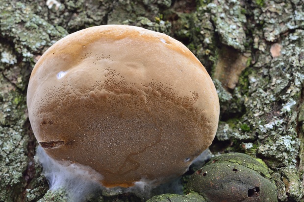 ohňovec obyčajný Phellinus igniarius (L.) Quél.