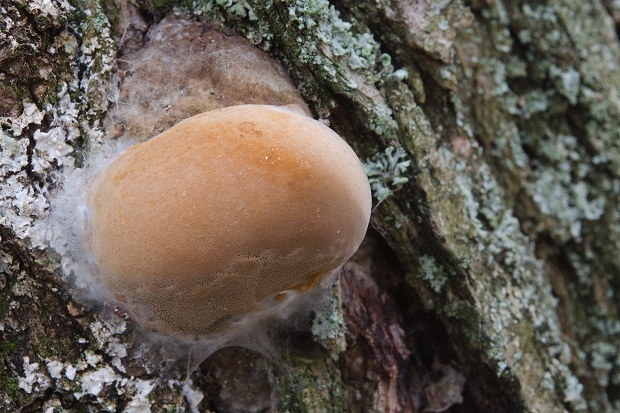 ohňovec obyčajný Phellinus igniarius (L.) Quél.