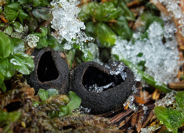 misôčka černastá Pseudoplectania nigrella (Pers.) Fuckel