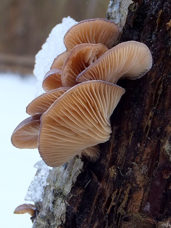 pňovka neskorá Sarcomyxa serotina (Pers.) P. Karst.