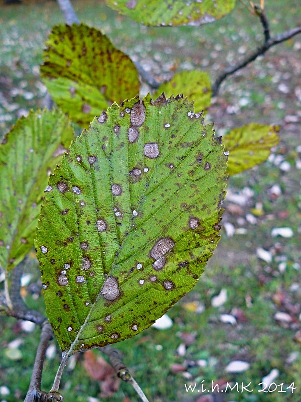 jarabina mukyňová Sorbus aria (L.) Crantz