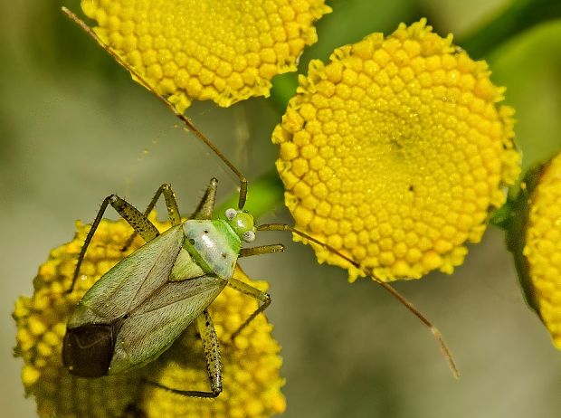 bzdôška Adelphocoris quadripunctatus