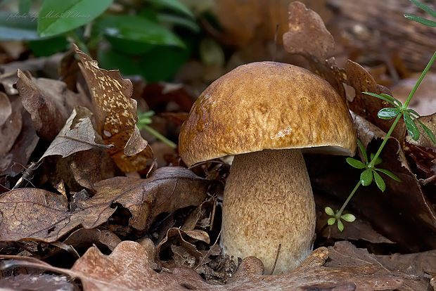 hríb dubový Boletus reticulatus Schaeff.