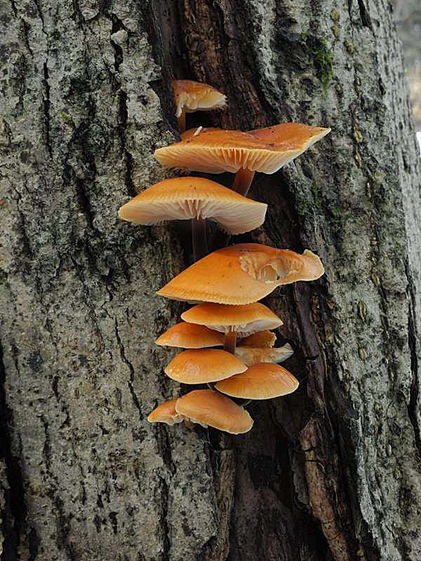 plamienka Flammulina sp.