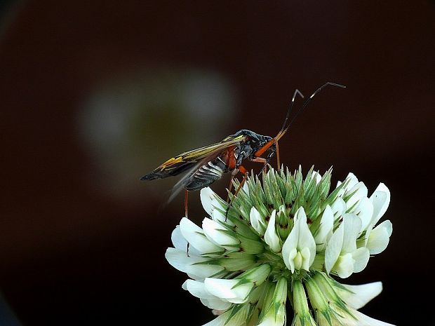 bzdôška (sk) / klopuška velká (cz) Miris striatus Linnaeus, 1758