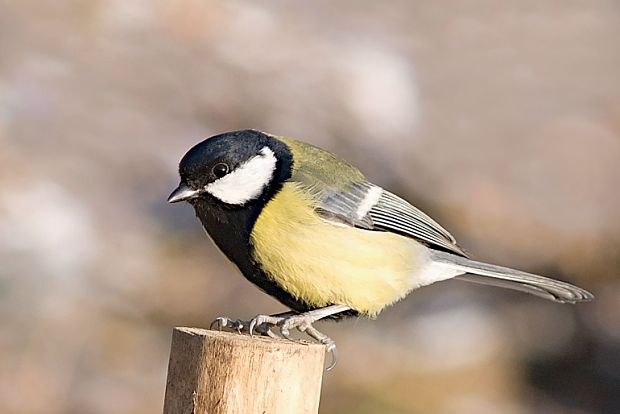 sýkorka bielolíca Parus major